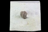 Bargain, Paciphacops Trilobite - Oklahoma #95711-1